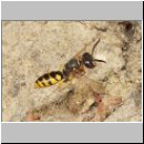 Philanthus triangulum - Bienenwolf m06.jpg